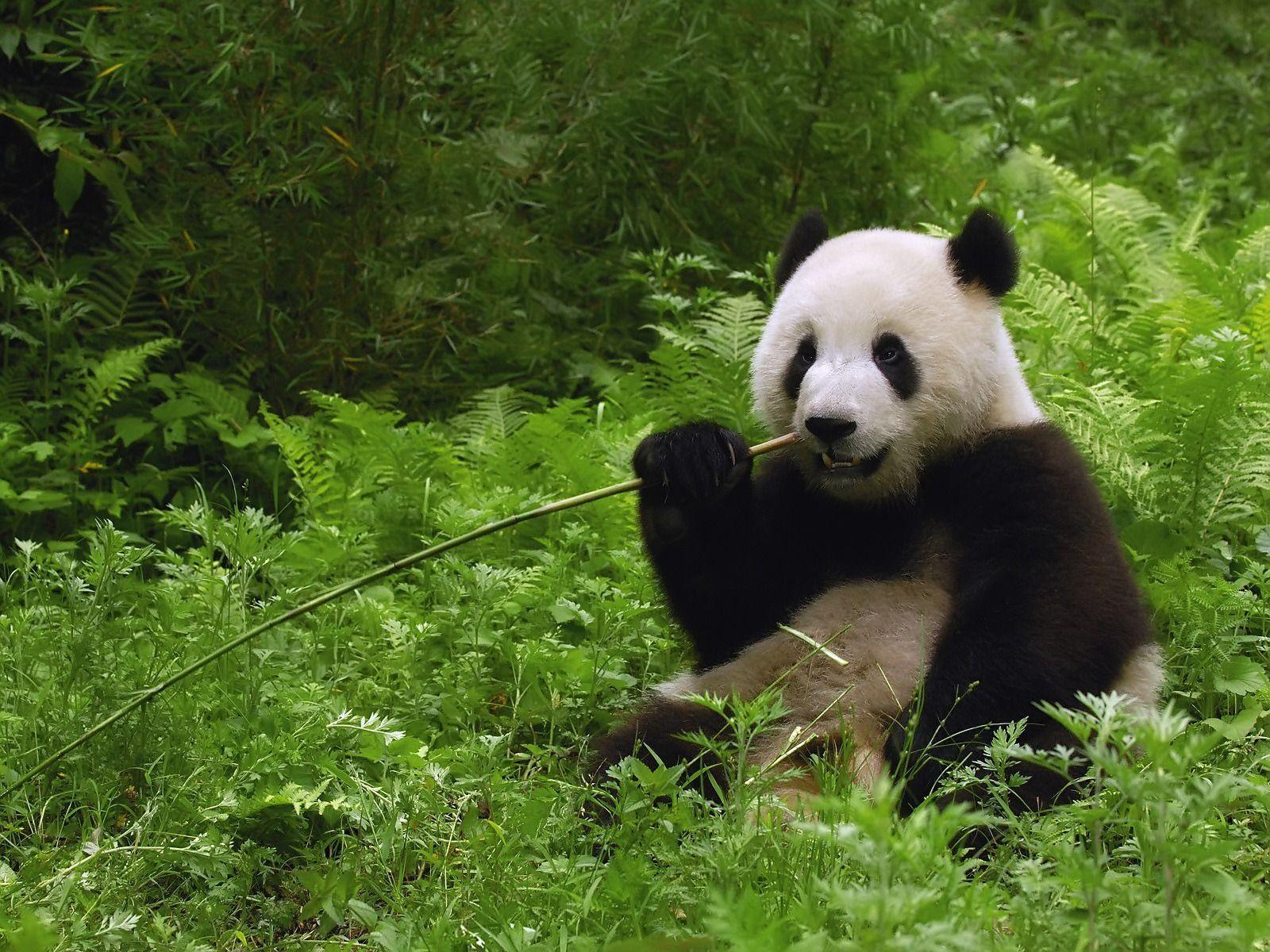 download panda bear wallpaper