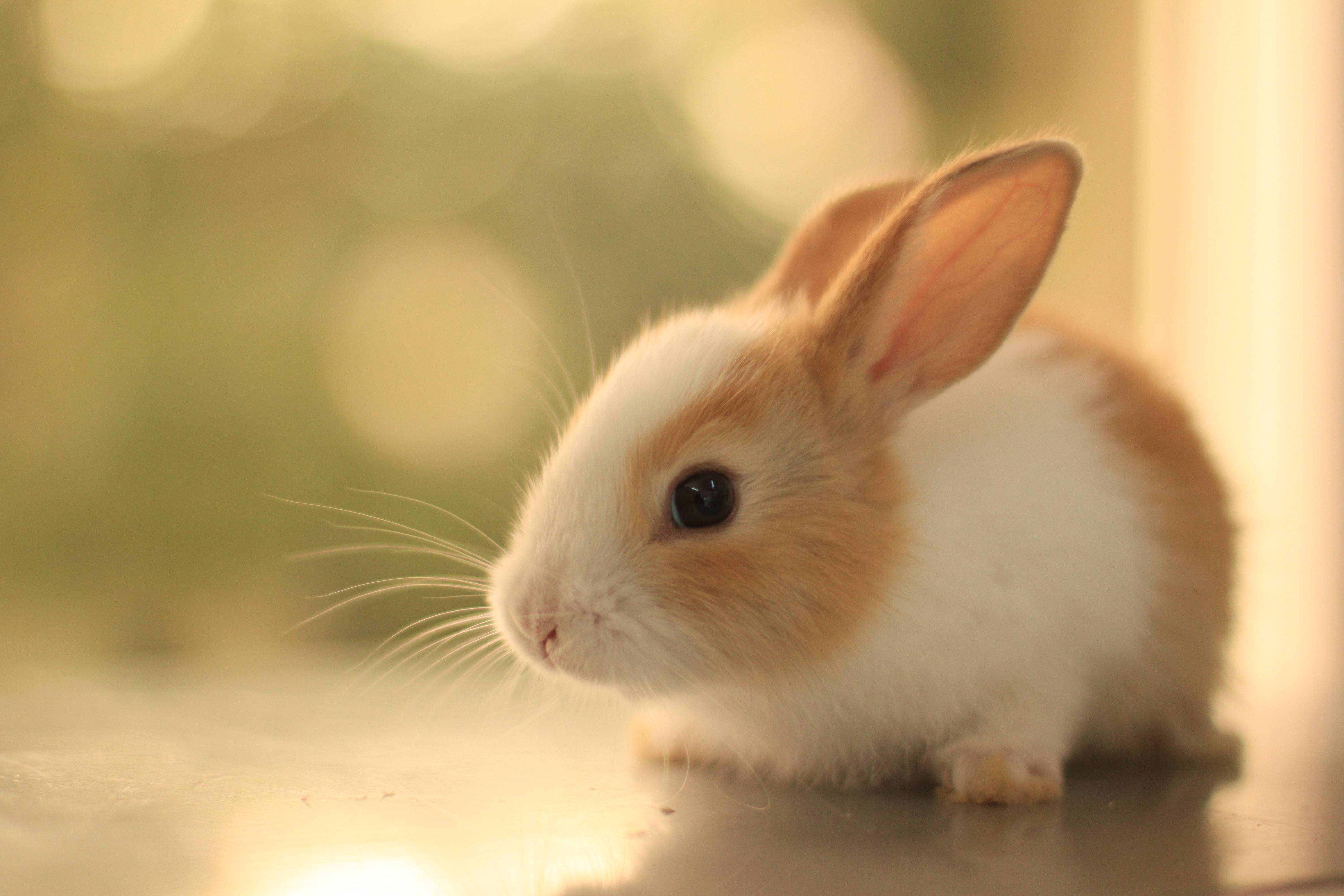 tiny bunny wallpaper