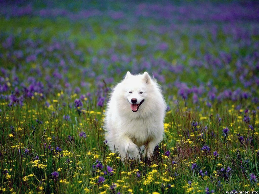 Free wallpaper Summer play samoyed