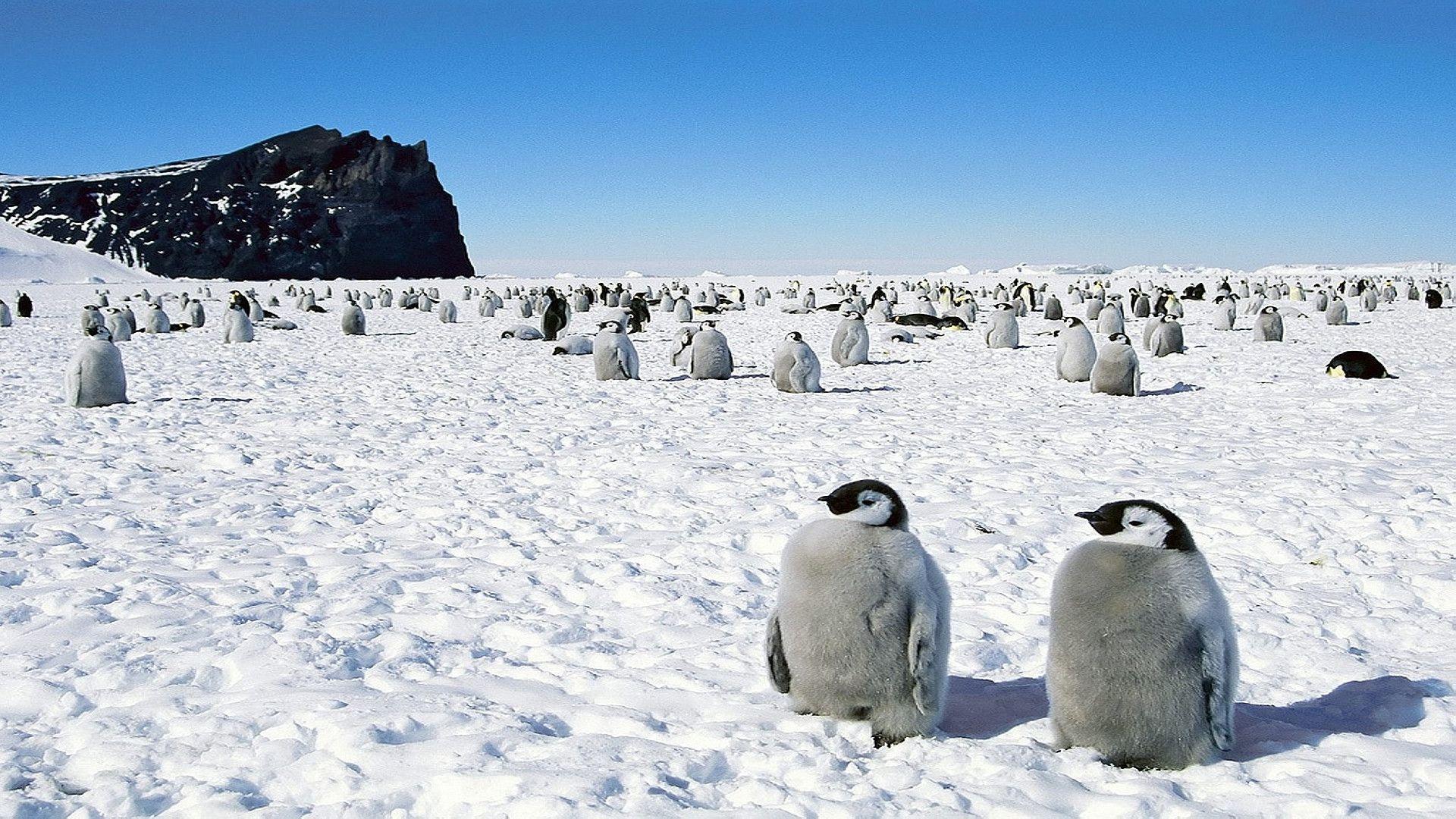 Snow Penguin Walk Wallpaper Wide or HD