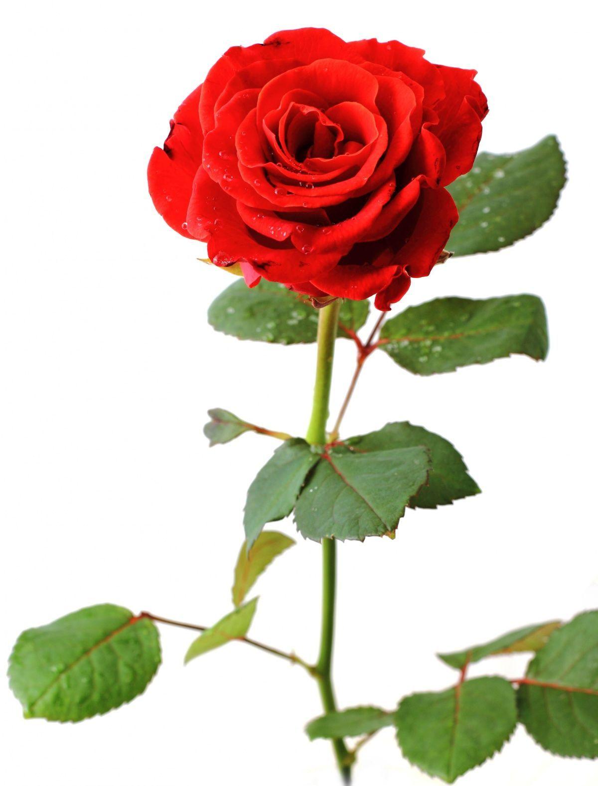 Rose on white background photo. Image № 17028