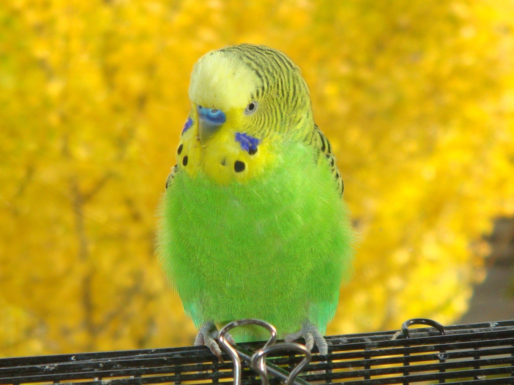 Parakeet Bird HD Wallpaper. Picture OF Parakeets Bird. Cool