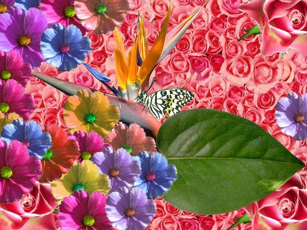 Spring Flowers Wallpaper Animal Desktop Pict HD Wallpaper