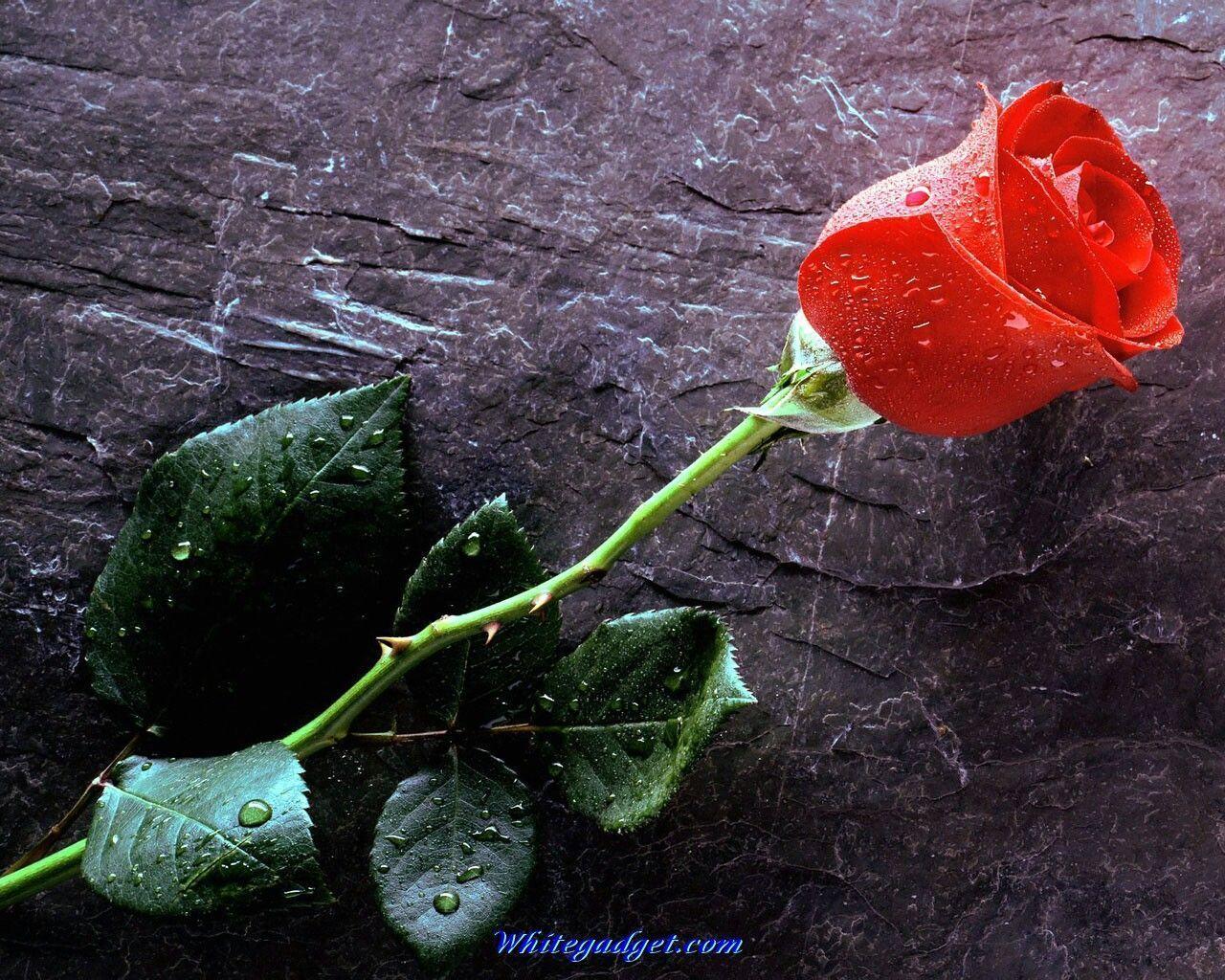 Picture Of Red Roses Wallpaper