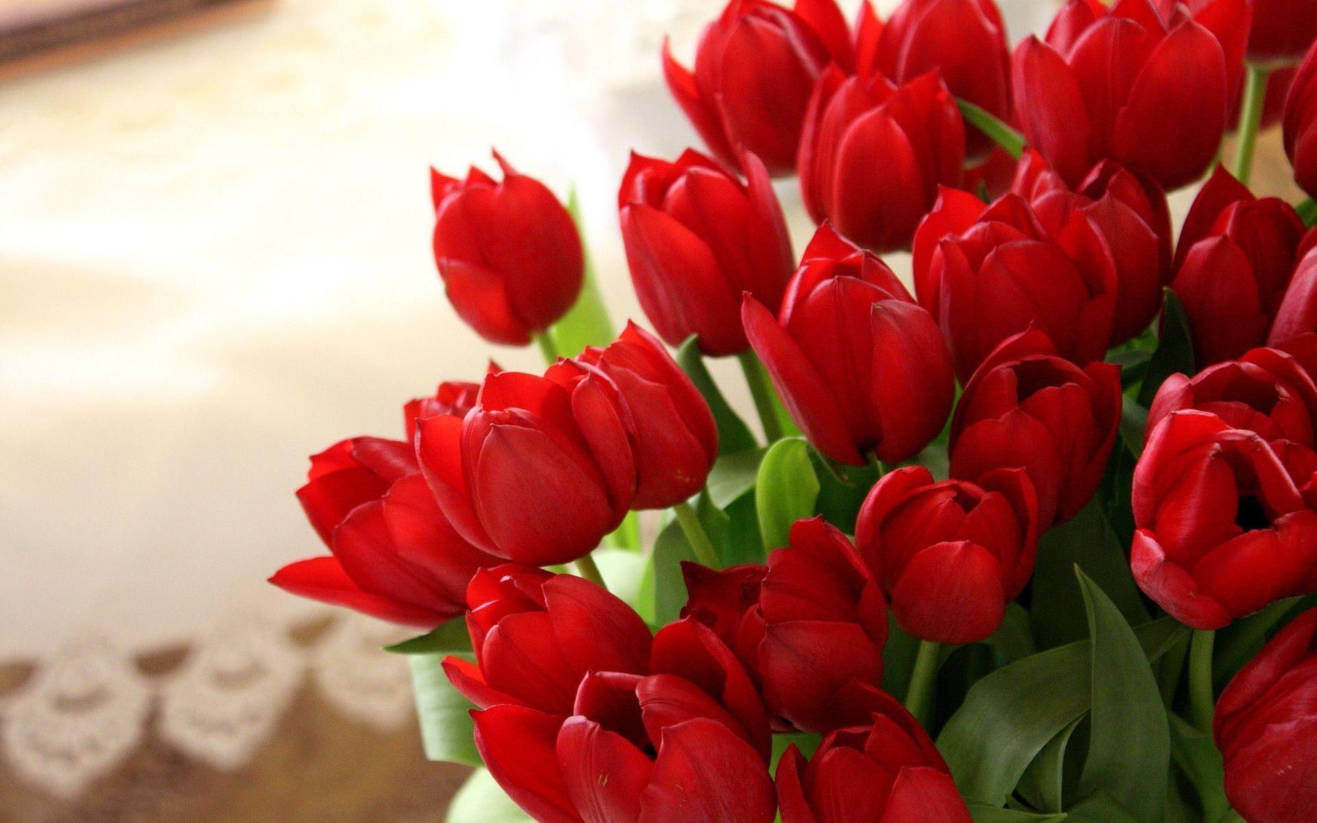 Red Tulip Wallpapers - Wallpaper Cave