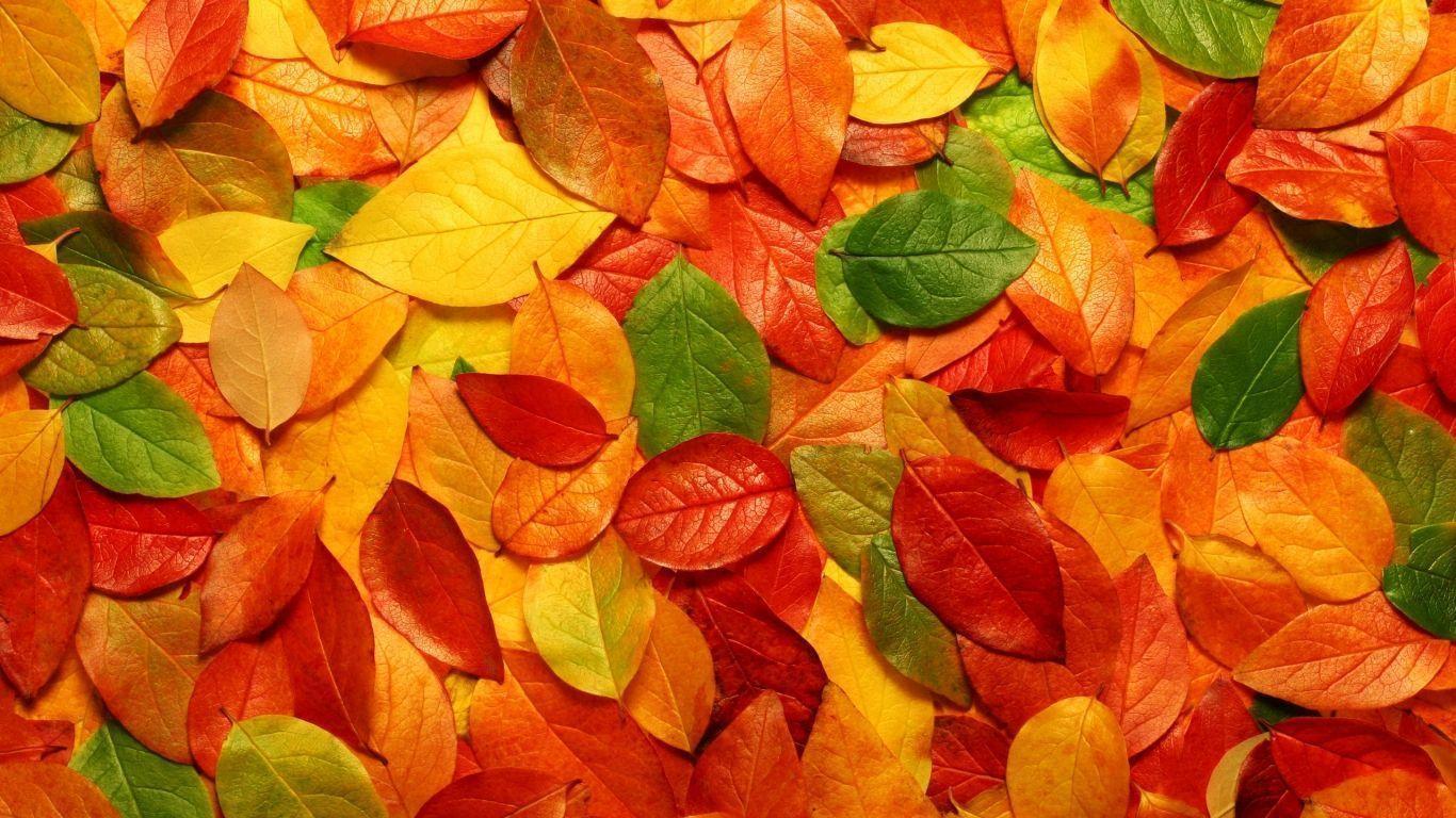 Autumn Leaves Free Wallpaper Background