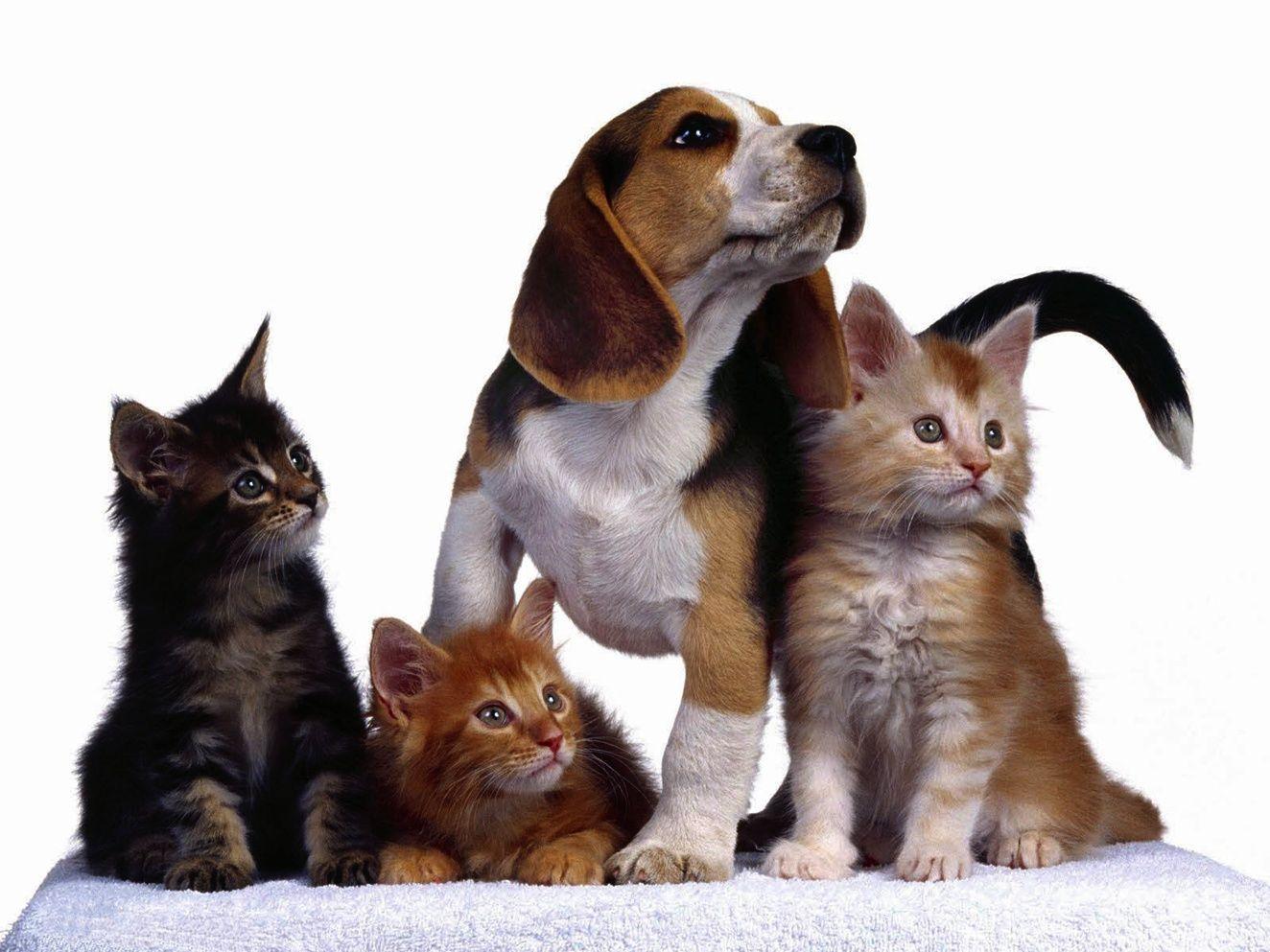  Cat  And Dog  Wallpapers  Wallpaper  Cave