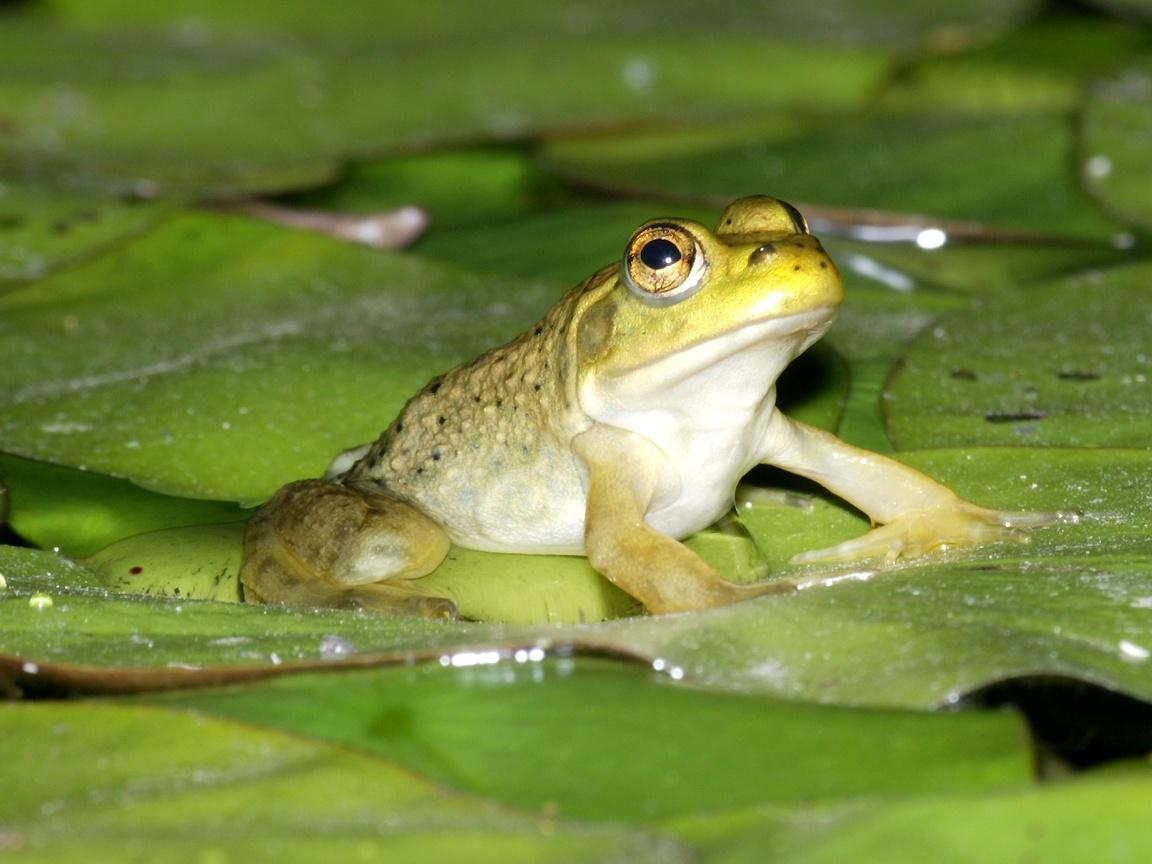 Free wallpaper Juvenile bull frog on lily pads