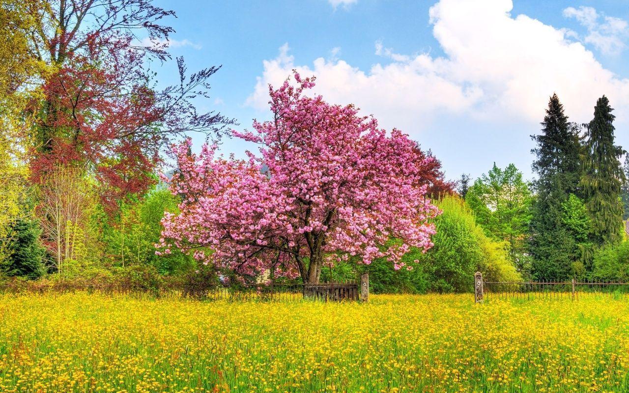 Free Spring Desktops