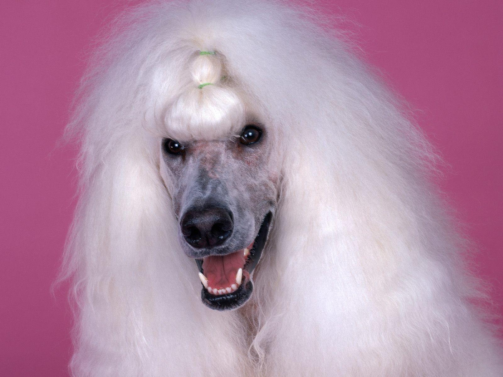 Free wallpaper Continental Standard Poodle