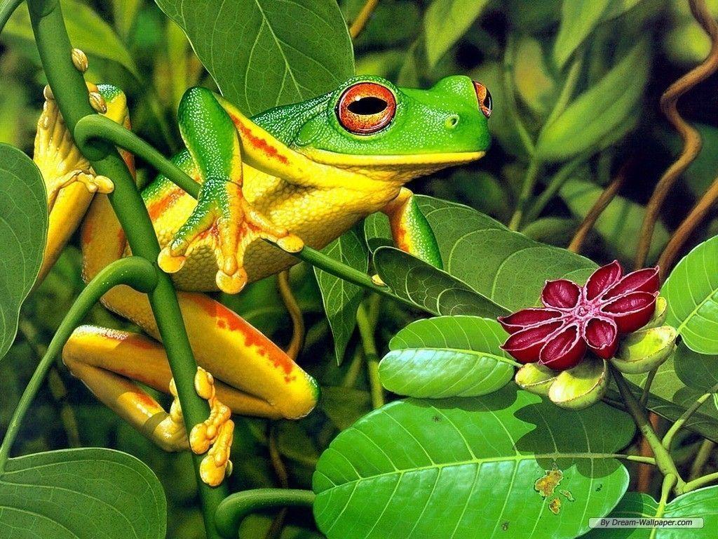 Frog Frogs Full HD Wallpaper free download Widescreen for deskop