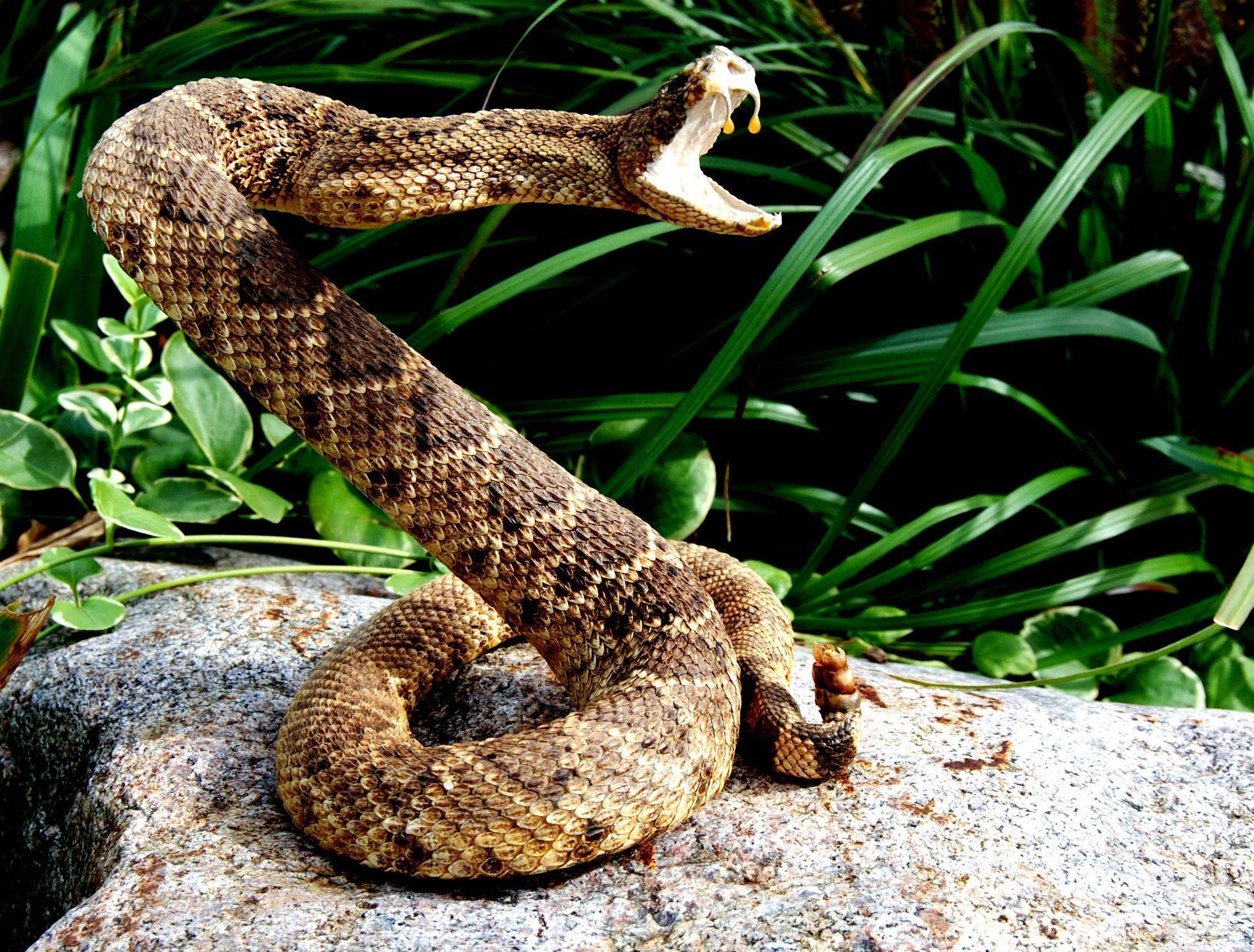 Snake reptile snakes predator rattlesnake ue wallpaperx1488