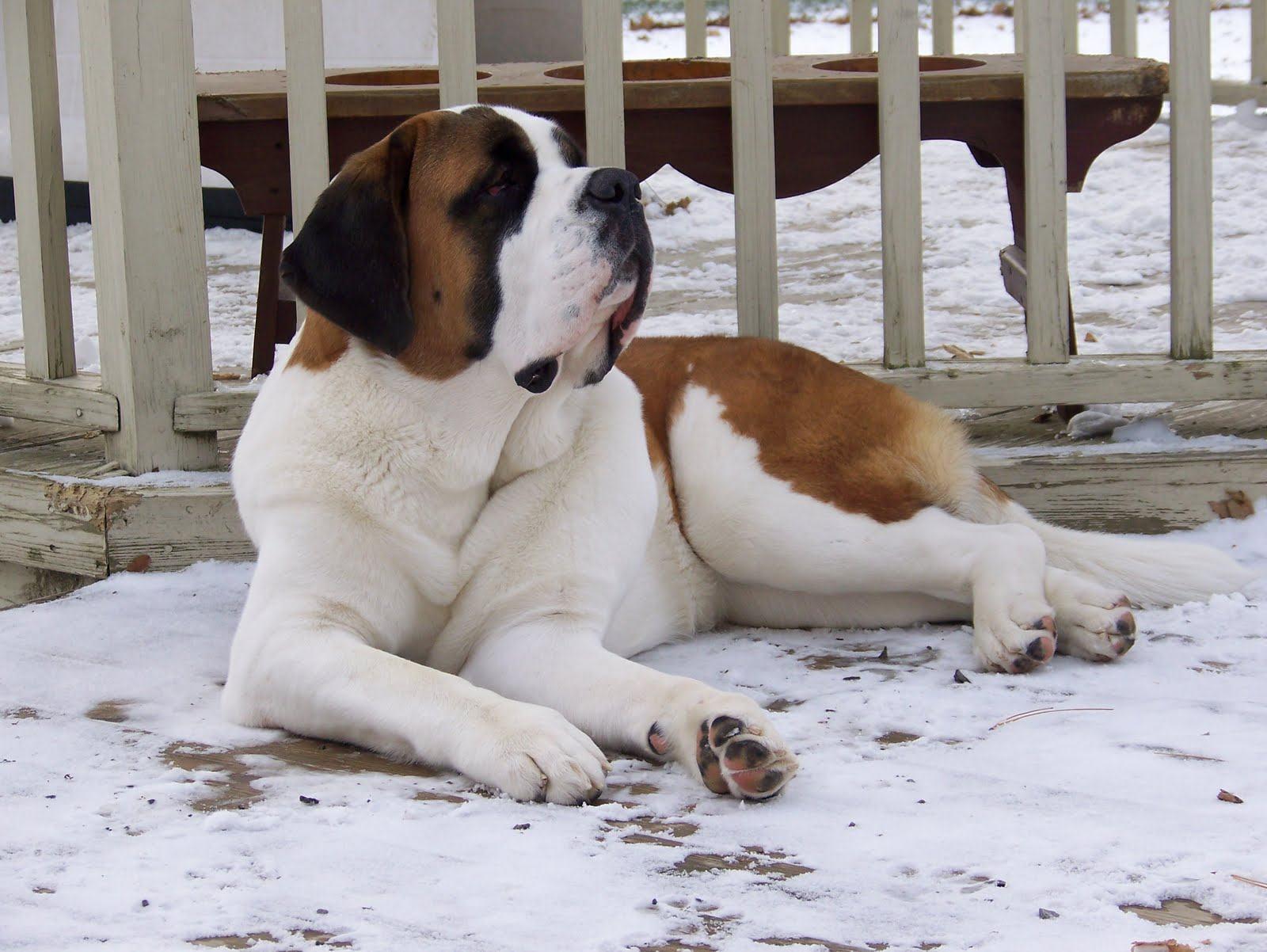 Dogs Wallpaper Saint Bernard HD Wallpaper & Background 1600x12