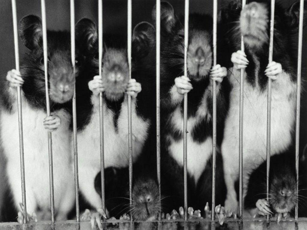 Rodents In Jail