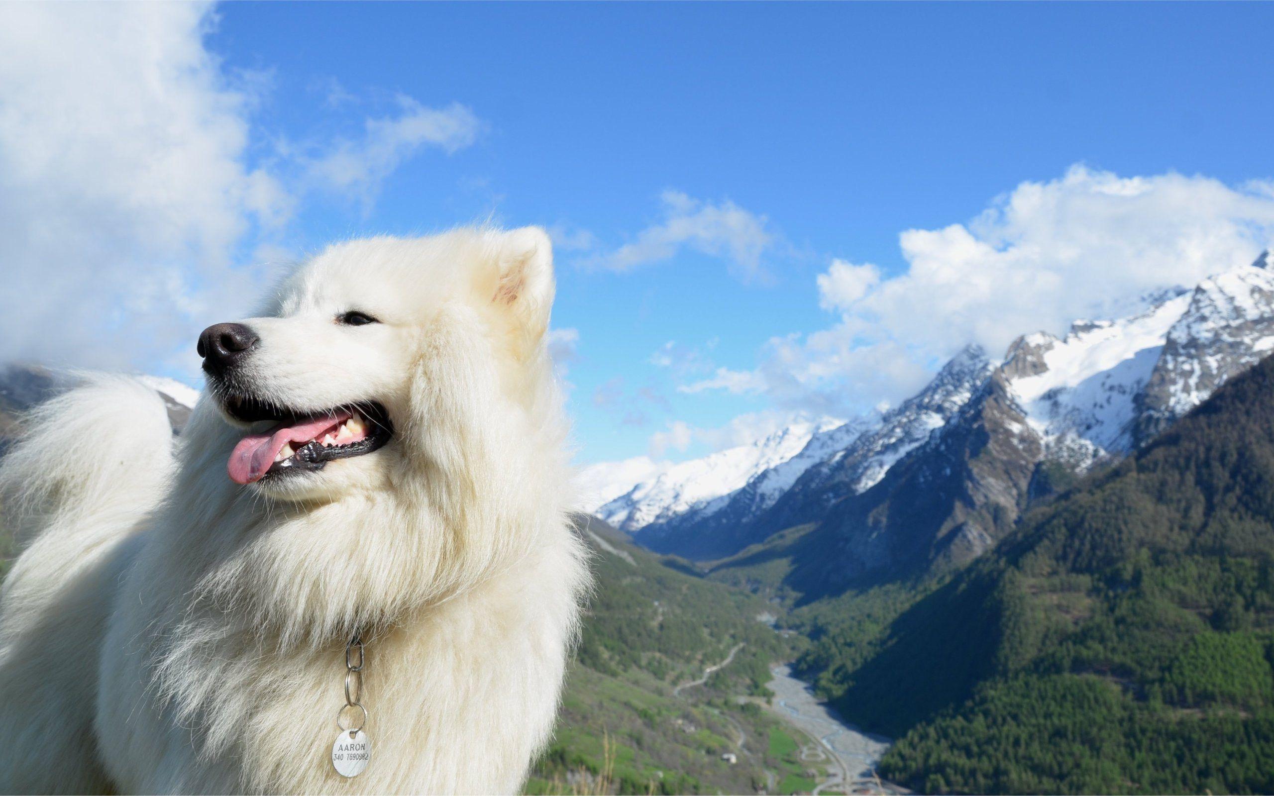 Samoyed Wallpapers - Wallpaper Cave