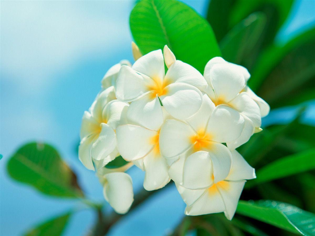 Tahiti frangipani wallpaper wallpaper download