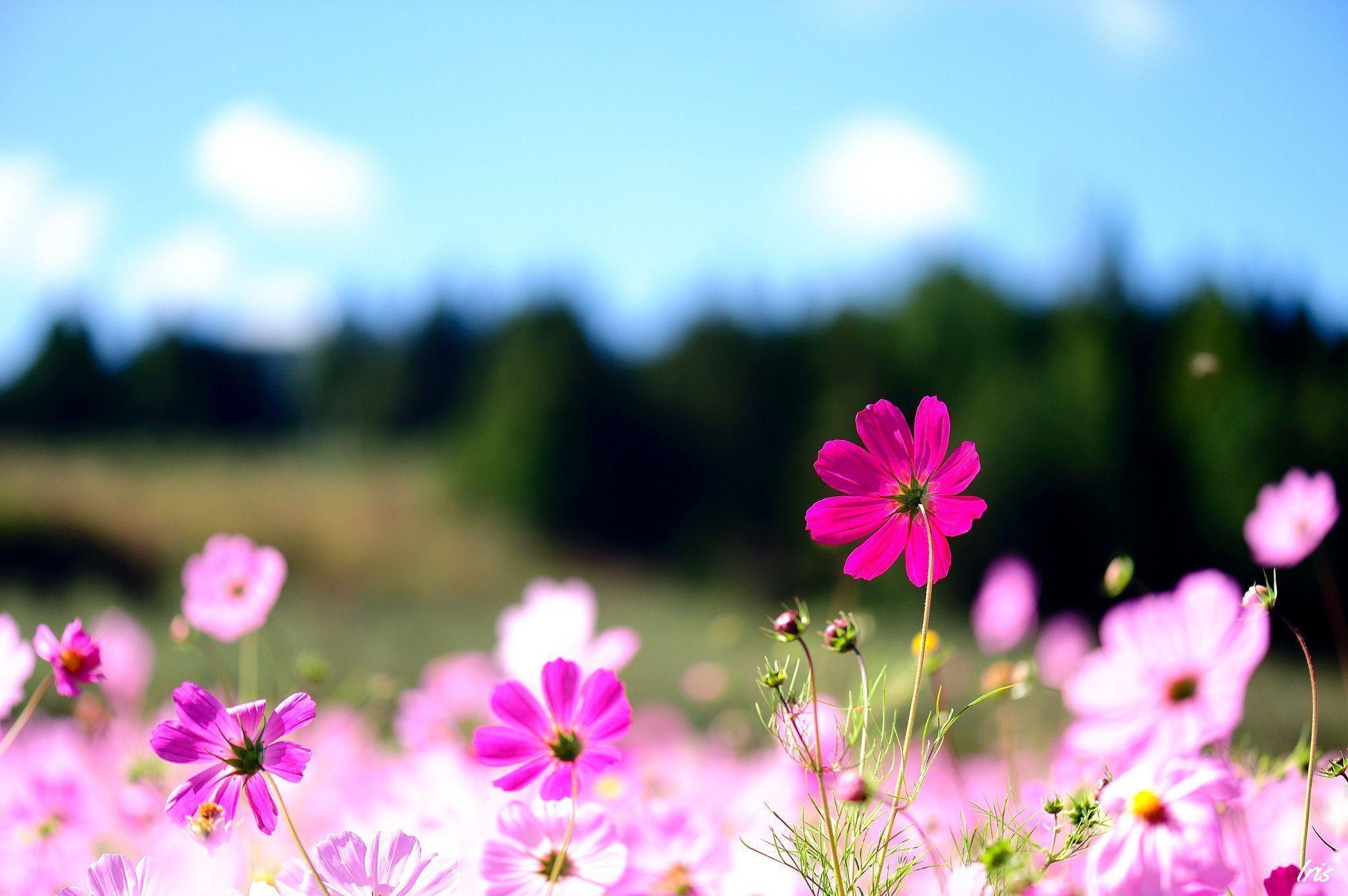 Mexican aster flowers Wallpaper