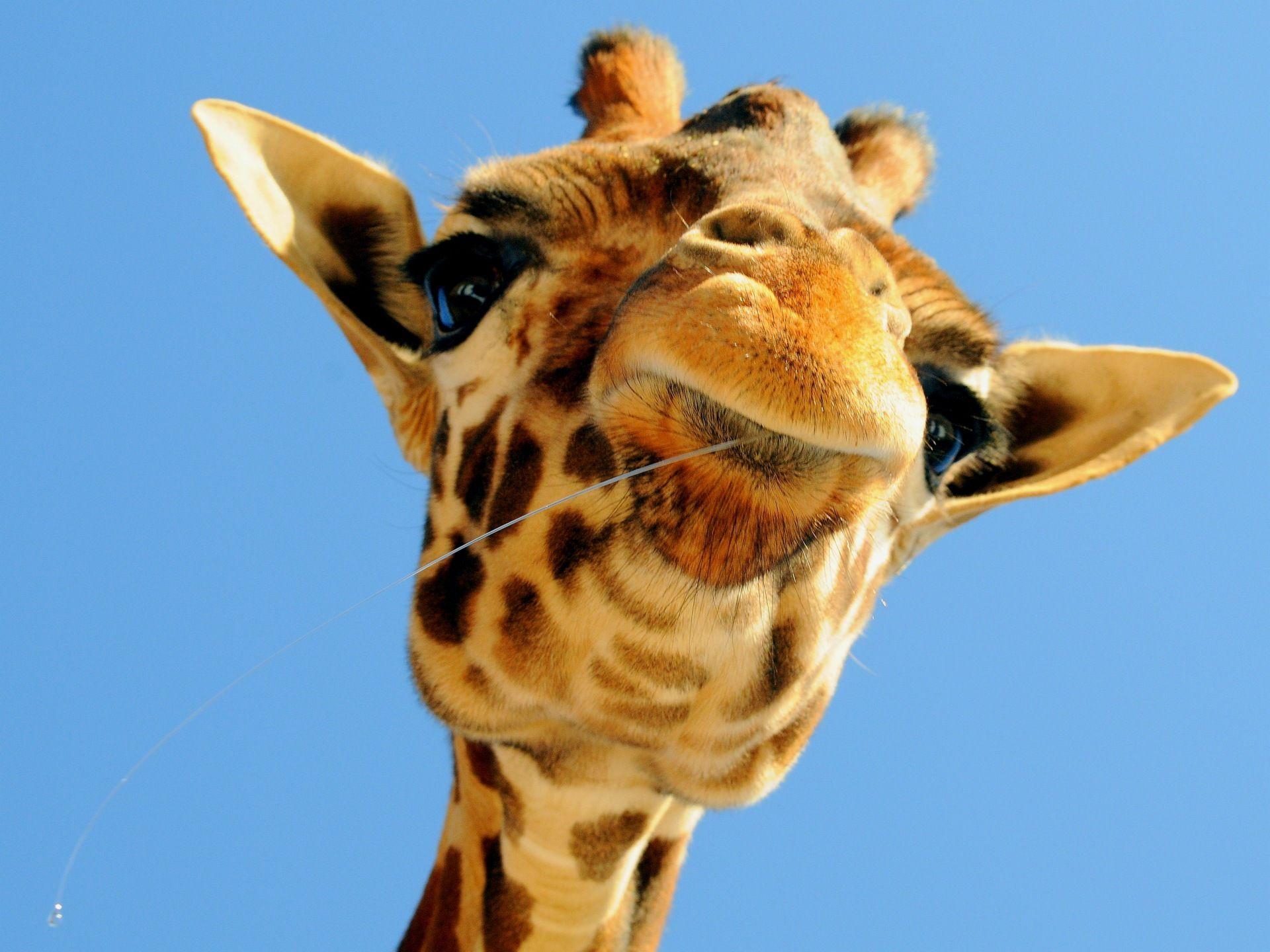 Giraffe HD Image 54403 High Resolution. download all free jpeg