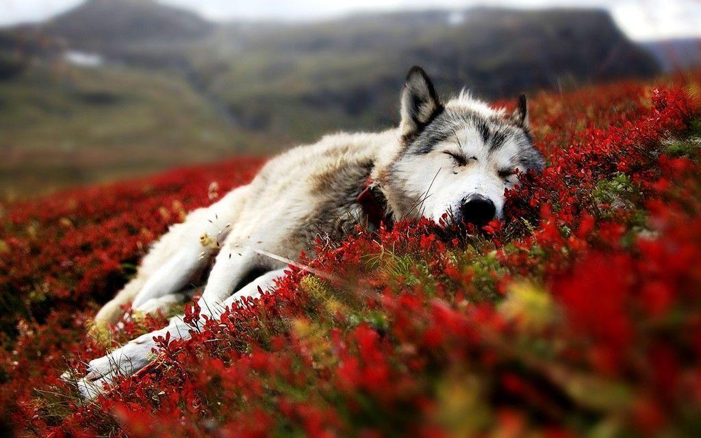 cute baby wolf wallpapers
