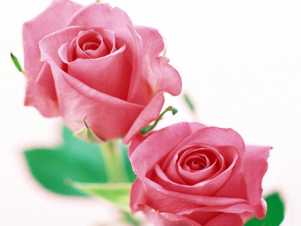 two pink roses on white background