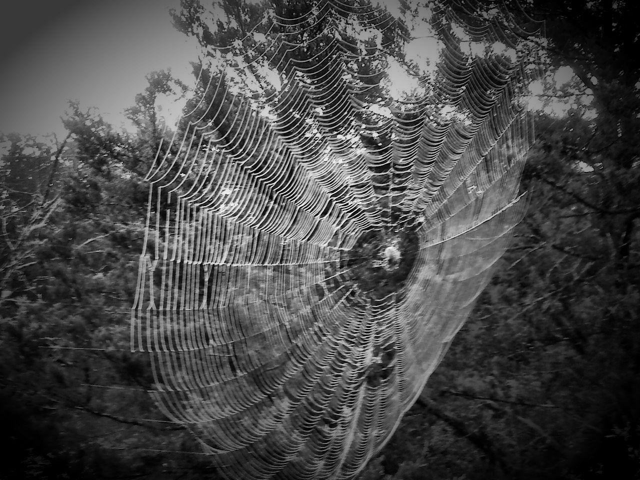 image For > Cool Spider Webs Background