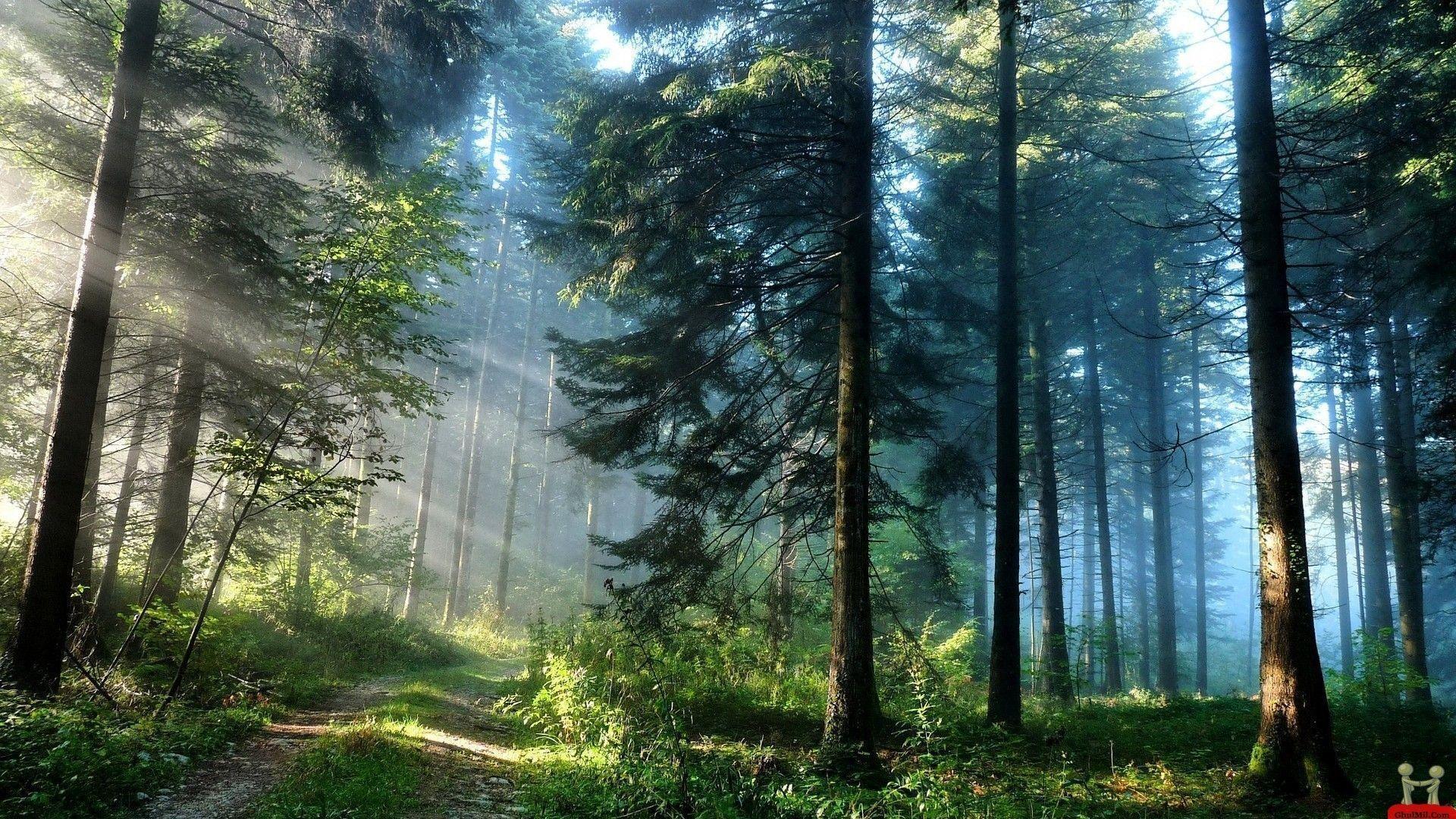 full hd forest nature wallpapers