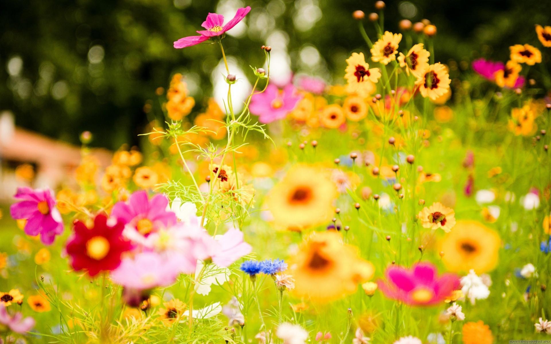 Download Colorful Flower Wallpaper. HD Wallpaper Range