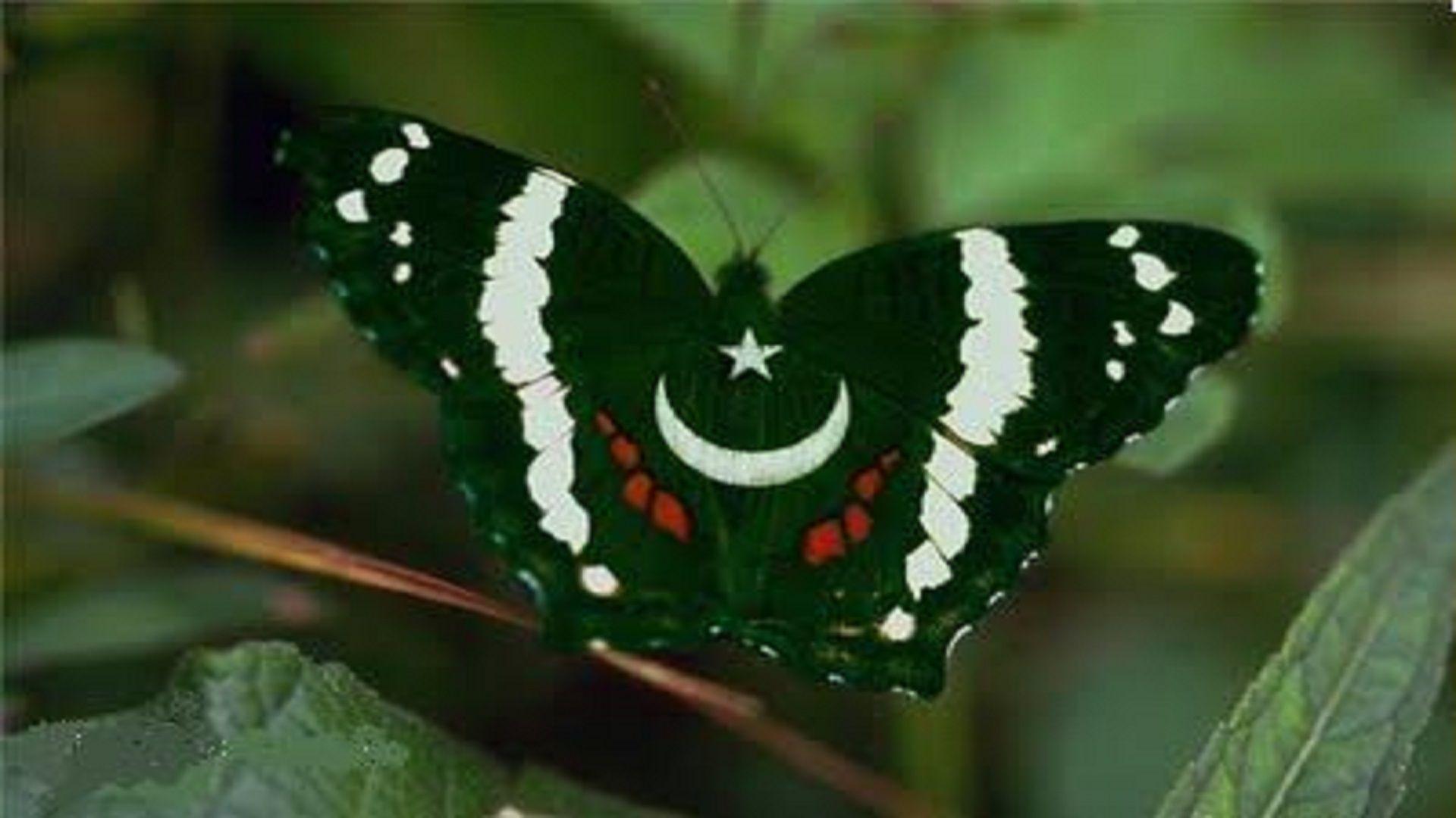 Butterfly Pakistani Flag Wallpaper Hd Free