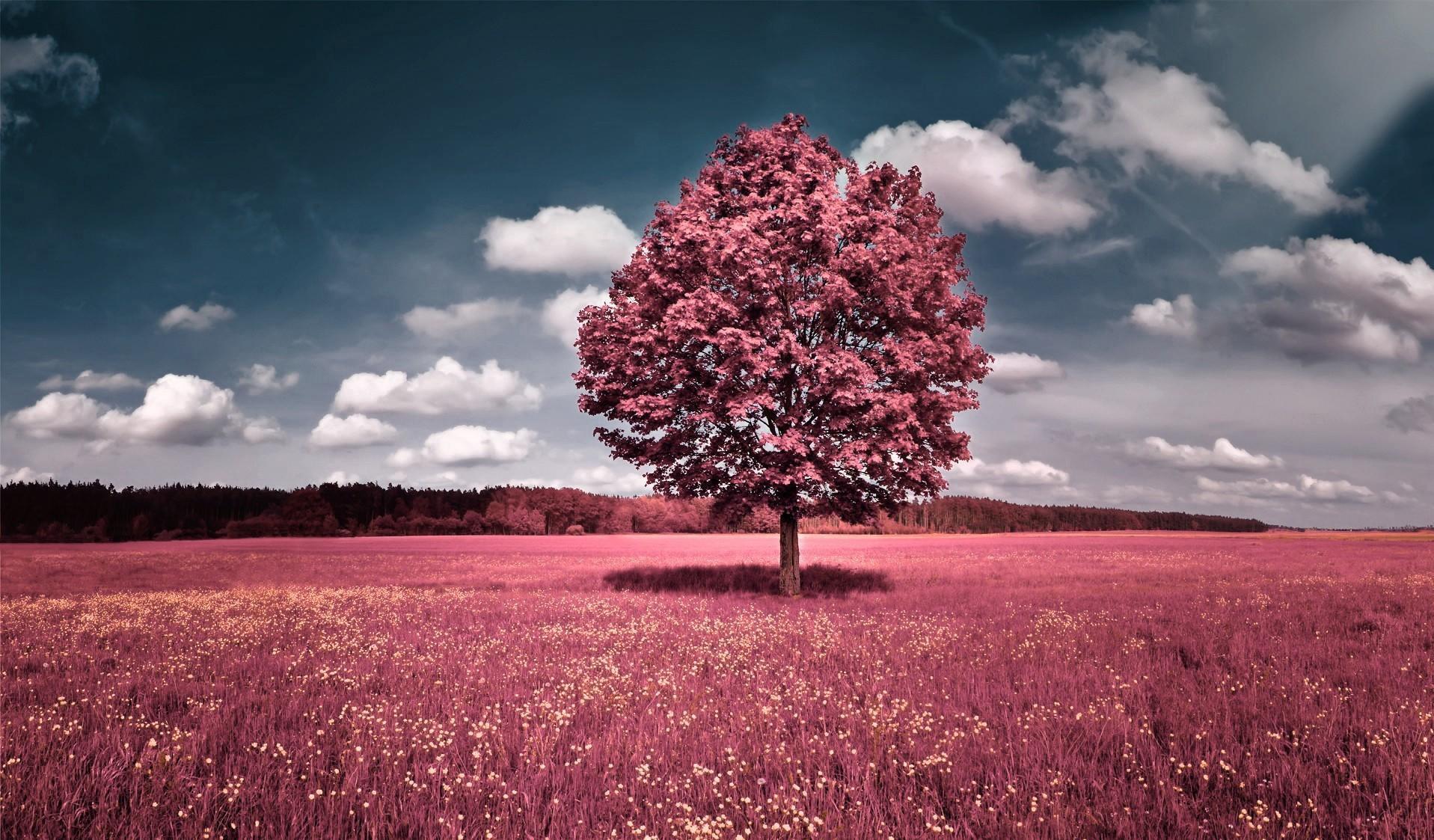 Most Beautiful Tree Wallpaper. Download HD Wallpaper Photo