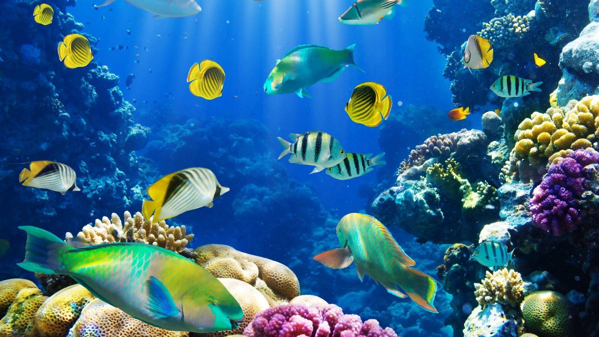 Ocean Fish Wallpaper HD. Wallpaper, Background, Image, Art Photo