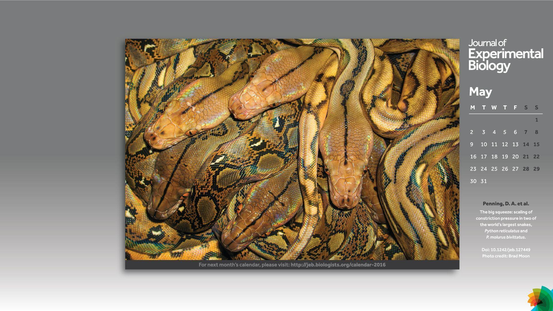 JEB desktop wallpaper calendar 2016. Journal of Experimental Biology
