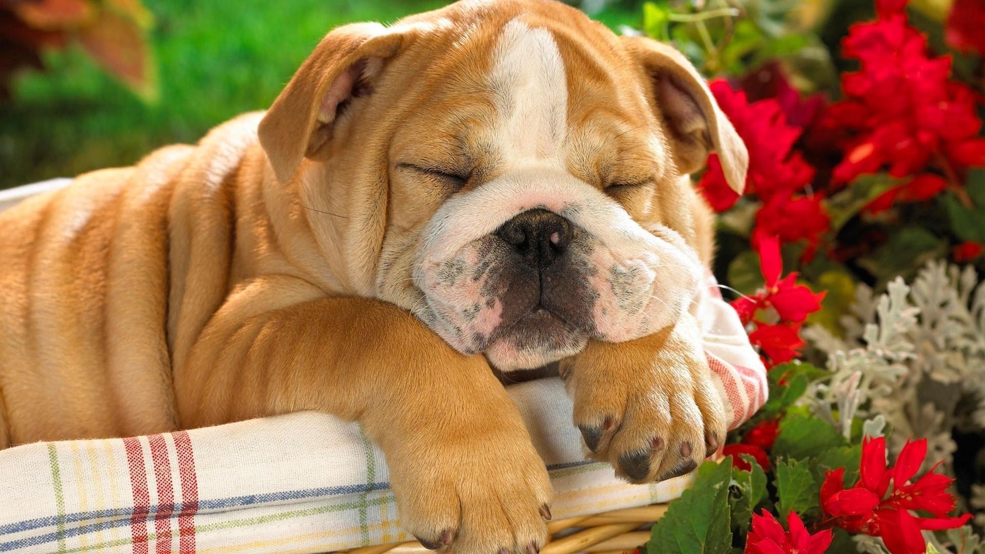 Cute Wallpaper Download Free Cute Cute Lovable Wallpaper. HD