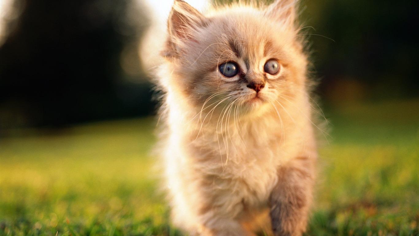 Graceful Walk Lovable Fluffy Persian Kitten 1366×768. HD