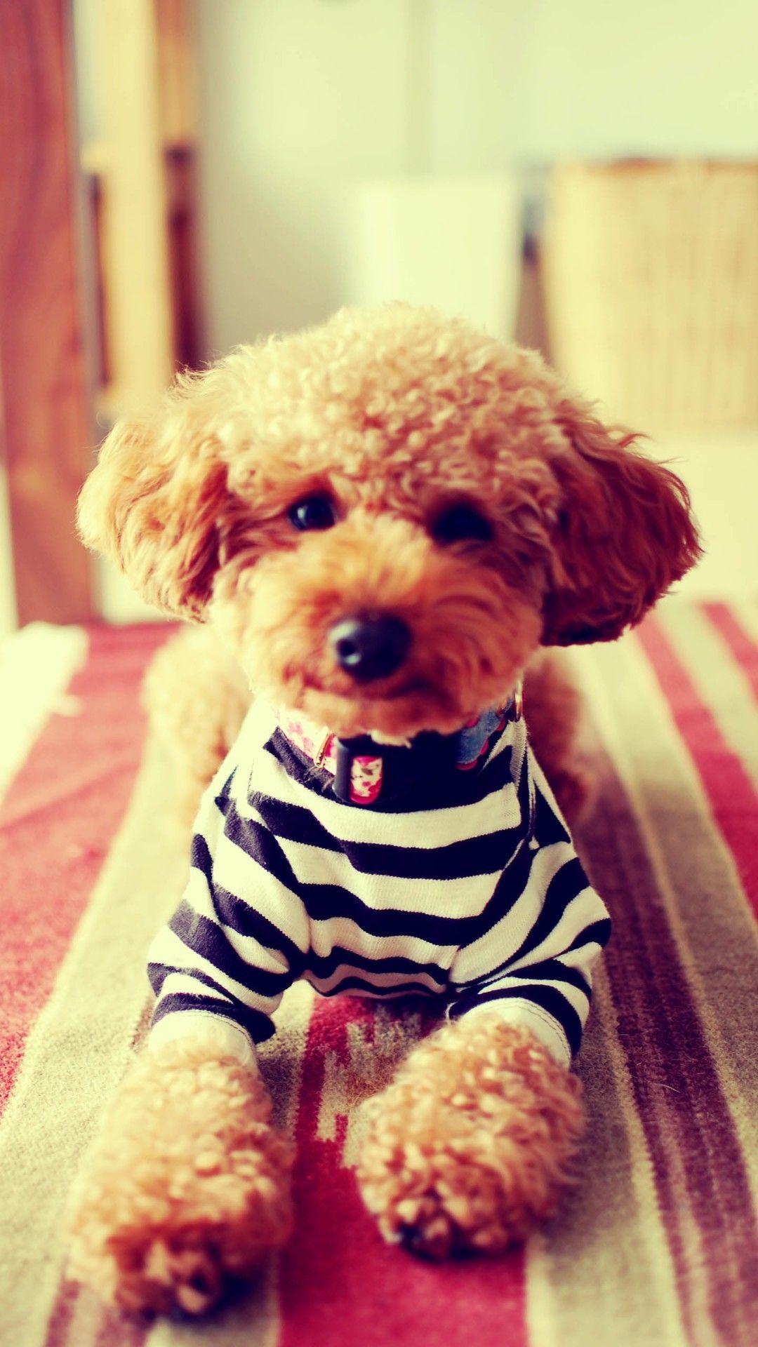 Lovable Havanese iPhone 7 wallpaper