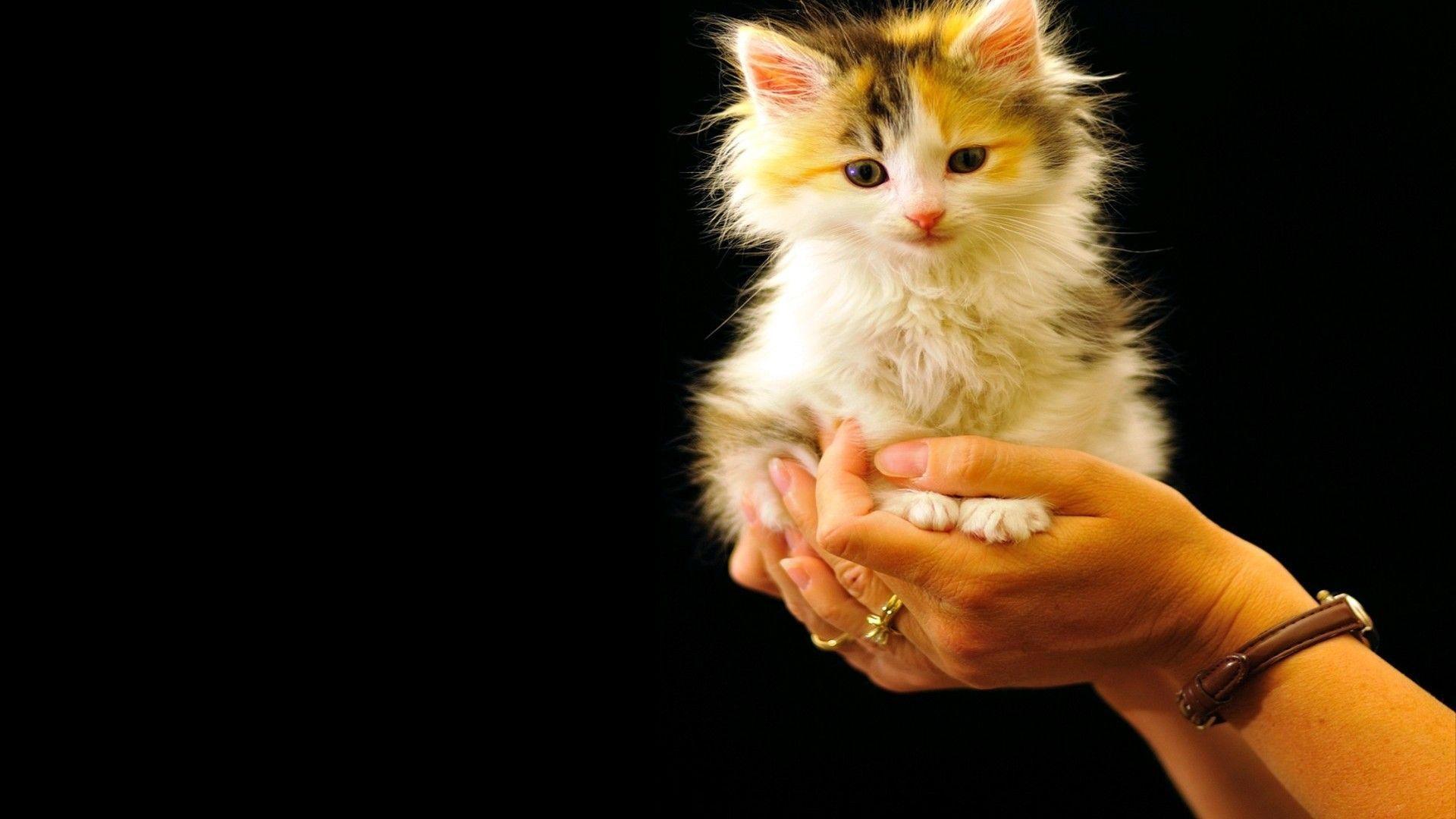 wallpaper: Ready Nite Furry Funny Lovable Cats