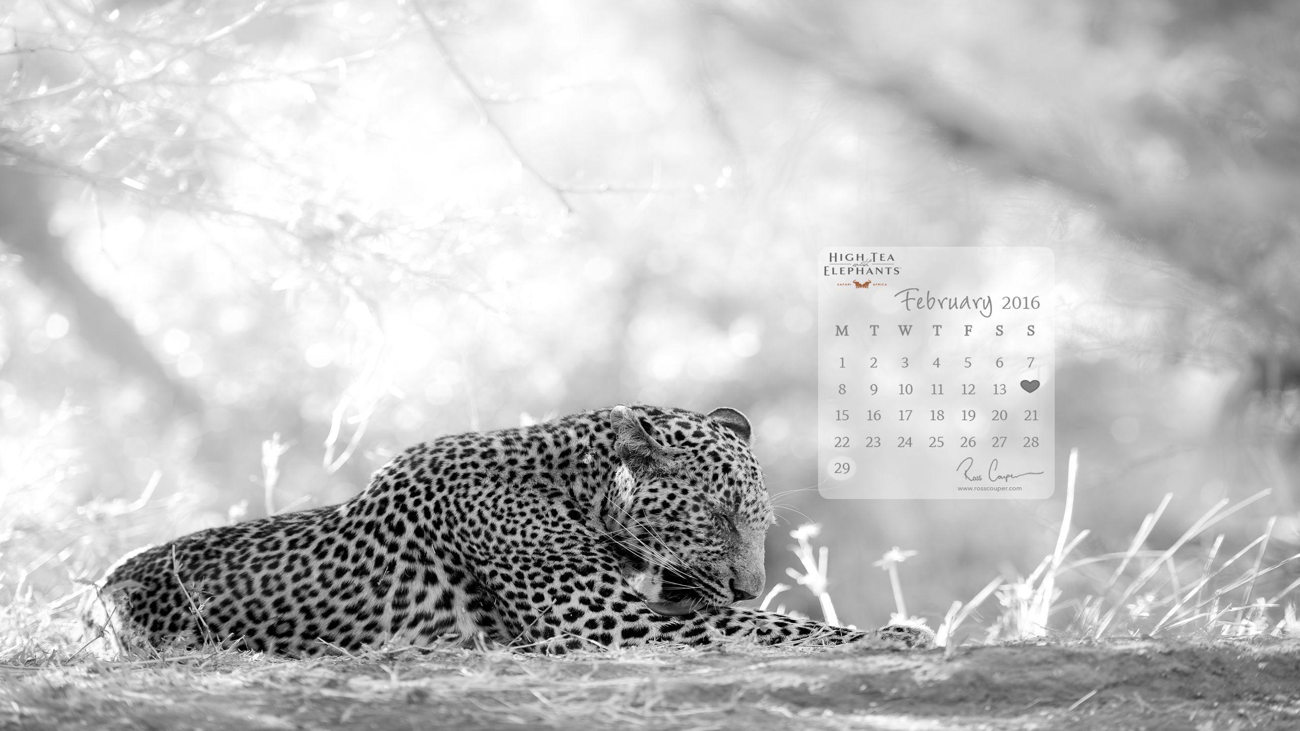 Download your own wildlife desktop wallpaper: February 2016