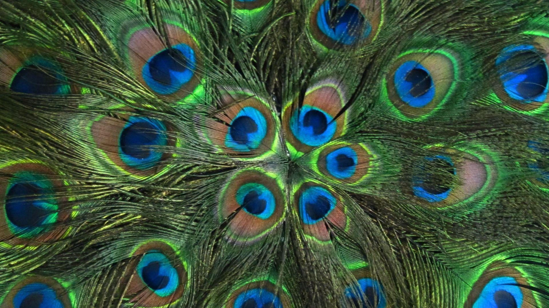 Wallpapers Of Peacock Feathers HD 2016 - Wallpaper Cave