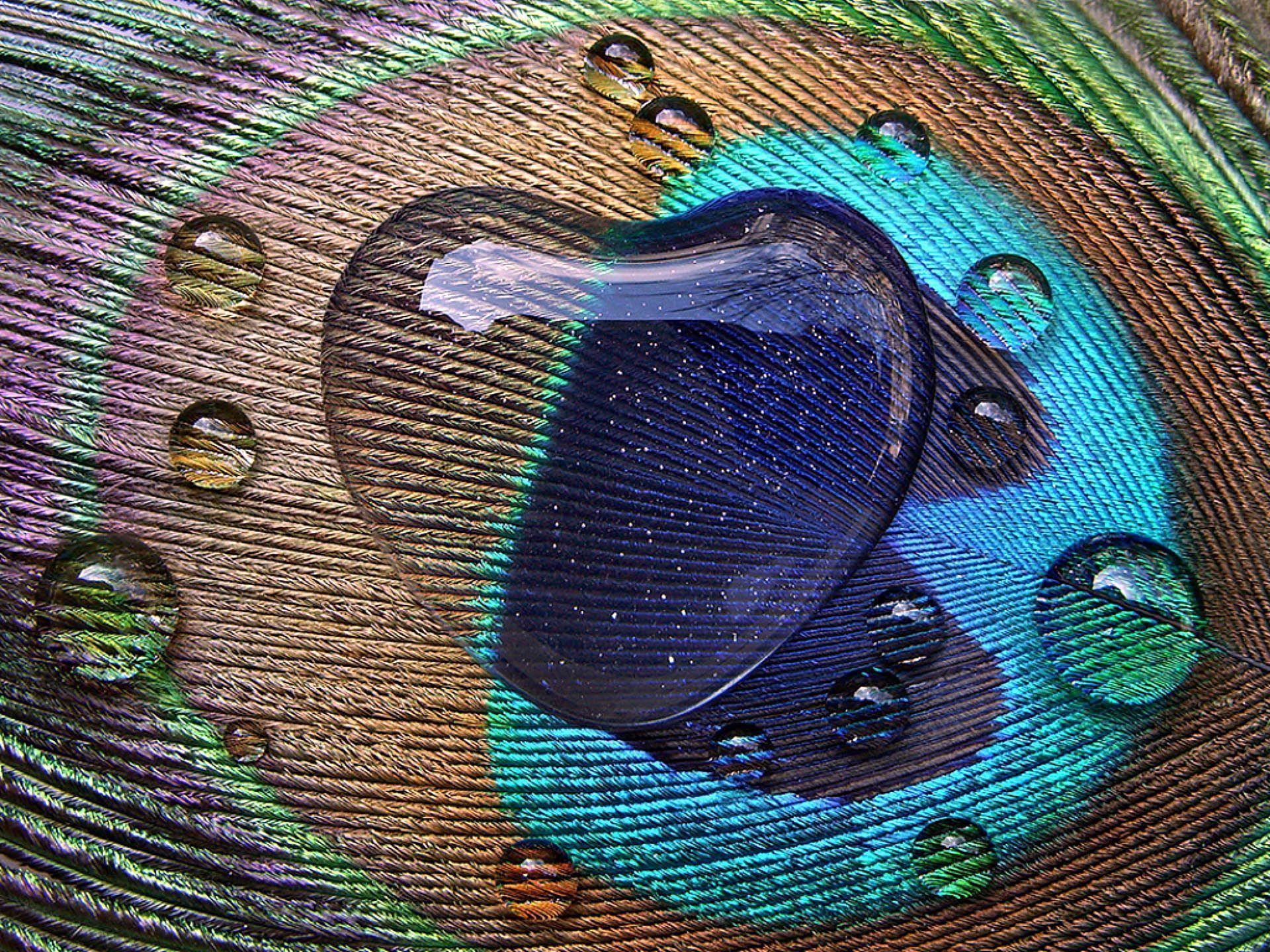 Peacock feather with heart drop