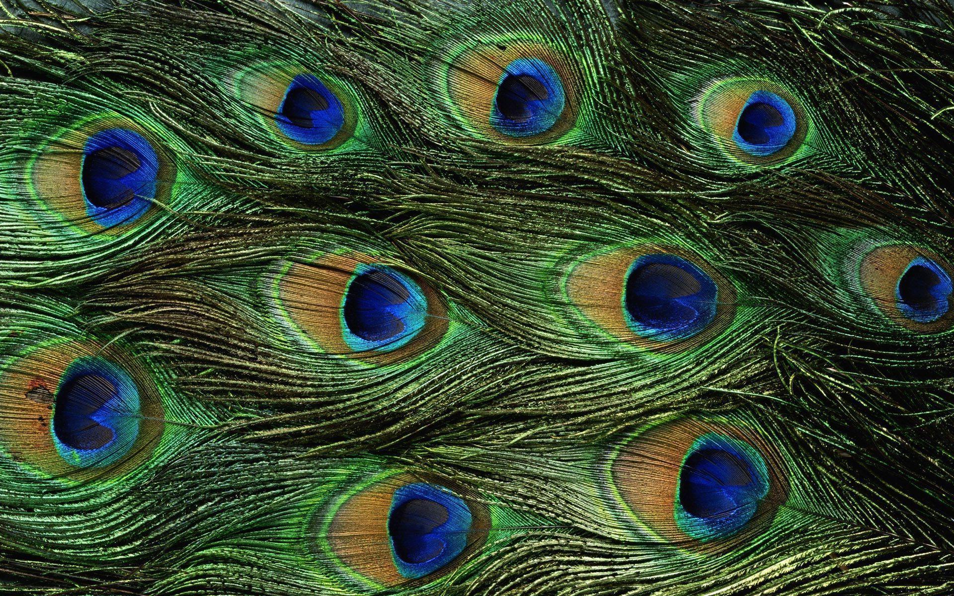 Peacock Feather Wallpaper HD