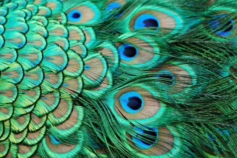 Wallpapers Of Peacock Feathers Hd Wallpaper Cave