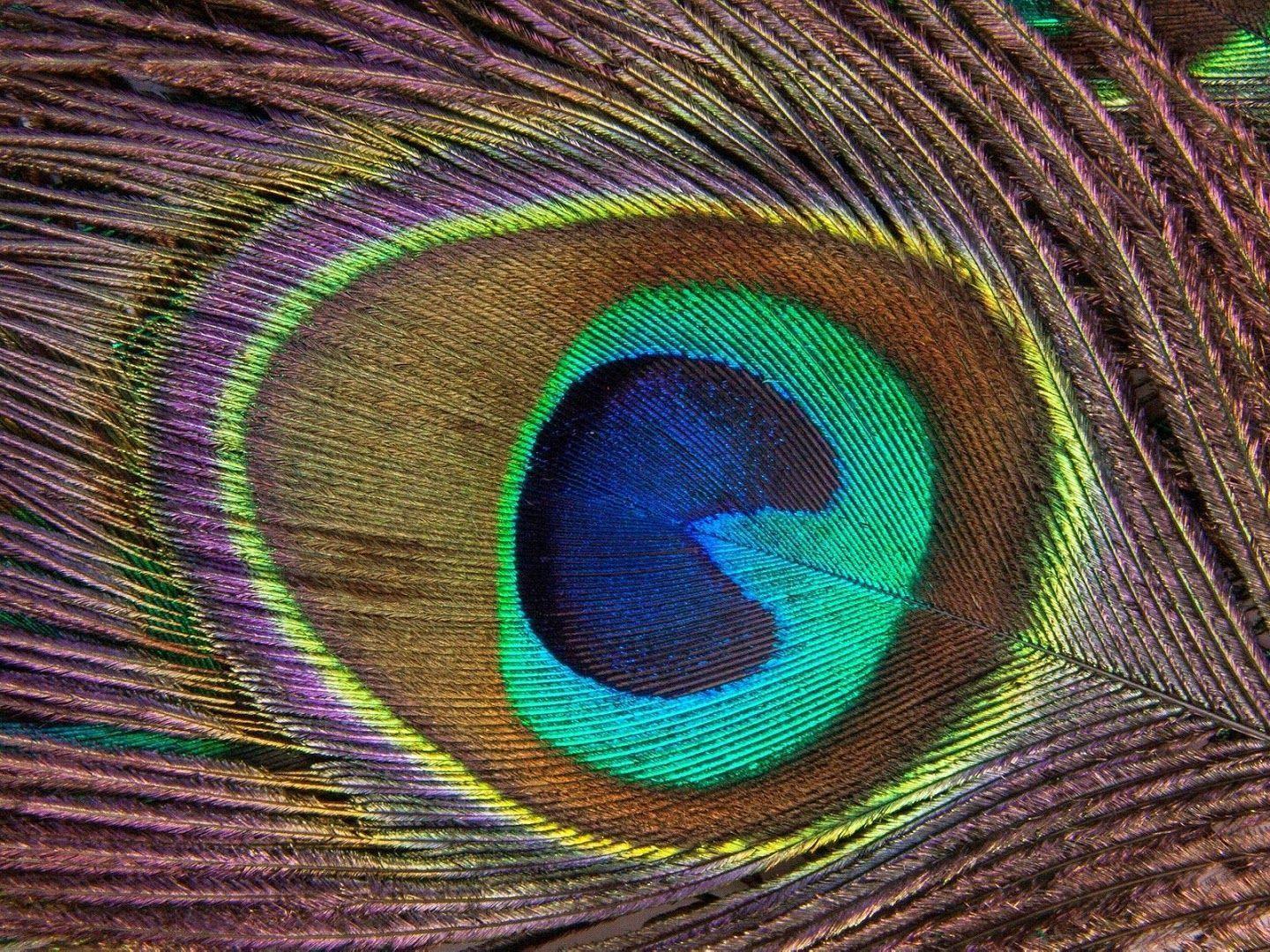 Peacock Feather Desktop Wallpaper. Free HD Desktop Wallpaper
