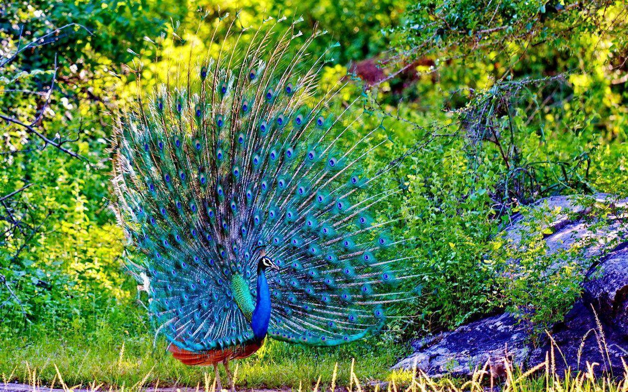 Peacock Feather Wallpaper HD