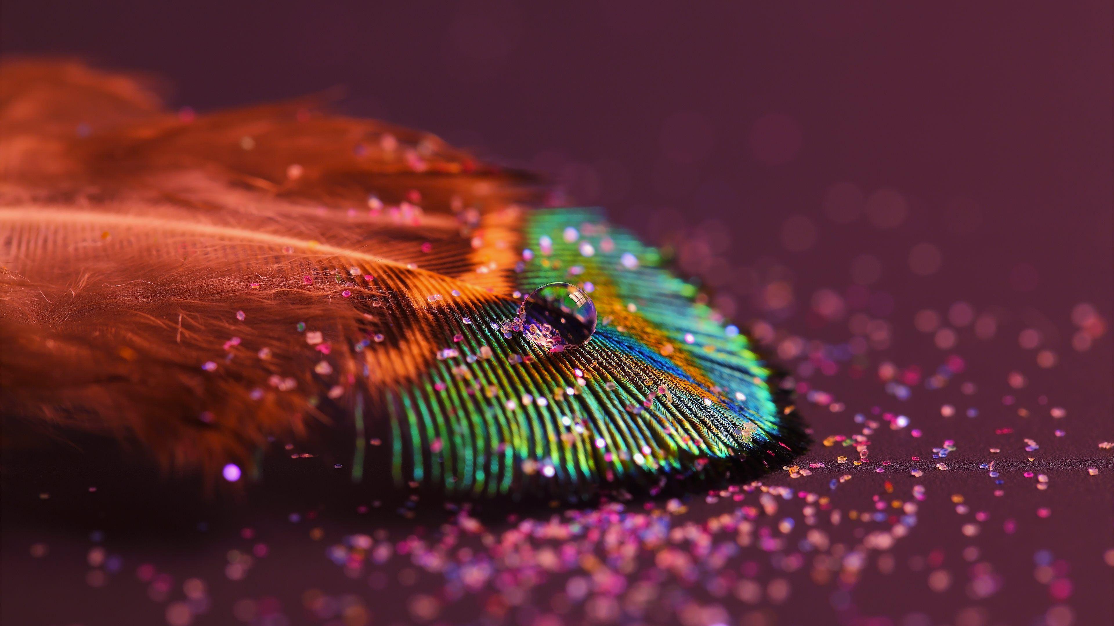 Peacock Feather. Water Drop & Glitter HD Wallpaper. 4K