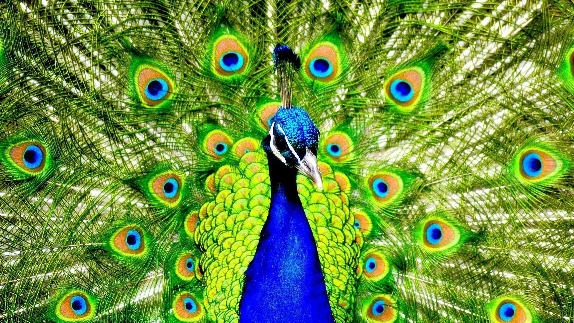 Peacock Wallpaper HD. Wallpaper, Background, Image, Art Photo