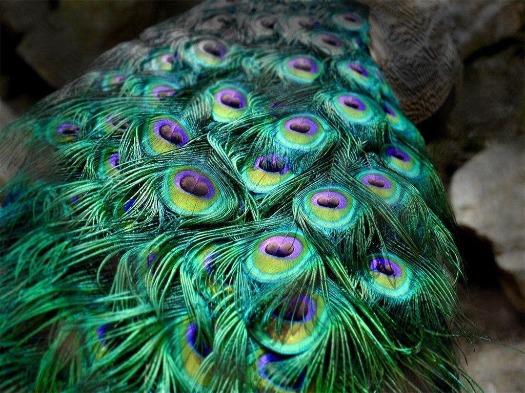 Birds: Wondrous Tail Peacock Colors Feathers Bird Desktop