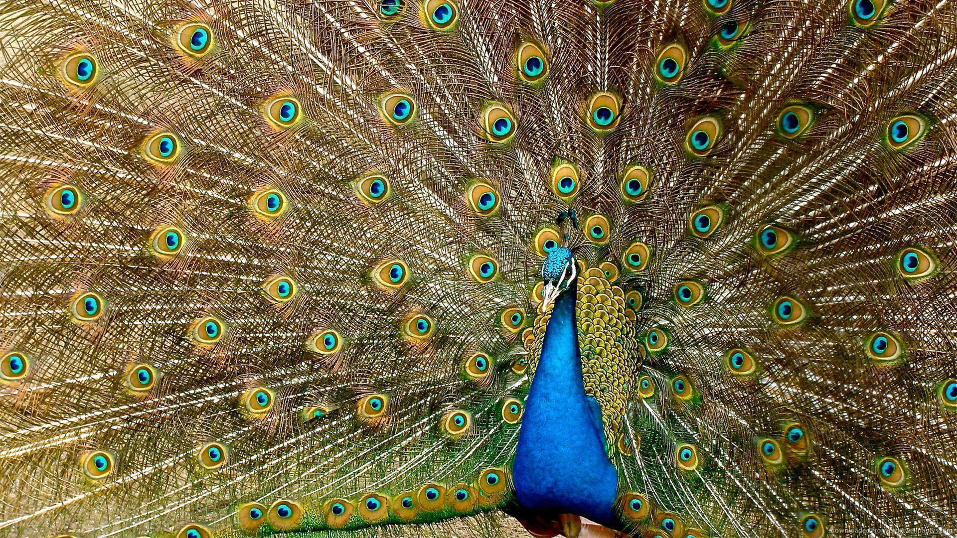 Peacock Feathers Spread HD Desktop Wallpaper, Wallpaper13.com