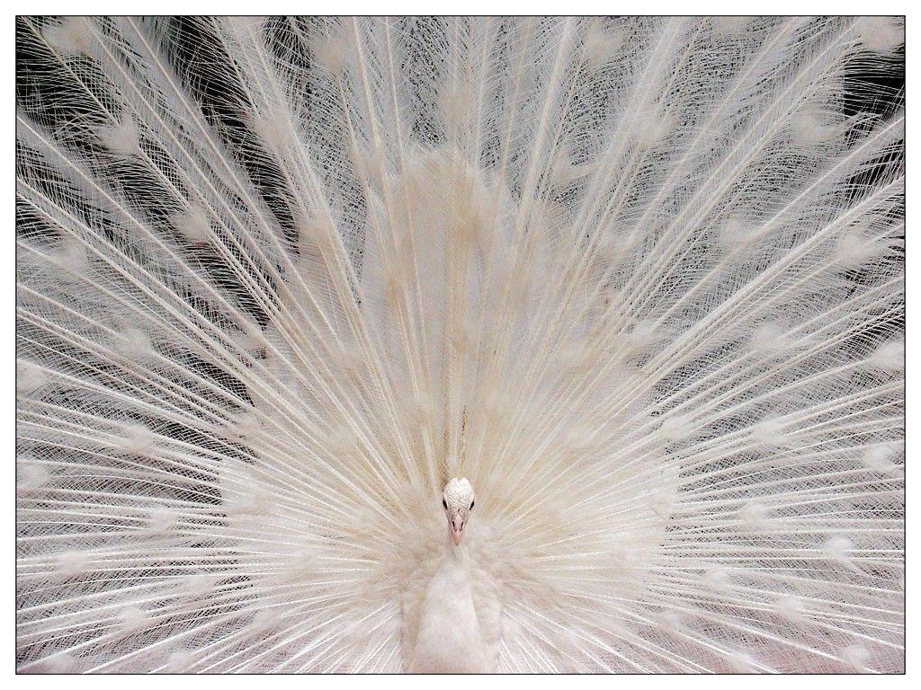 Birds: Fan White Beauty Peacock Feathers Fanning Bird Galerie