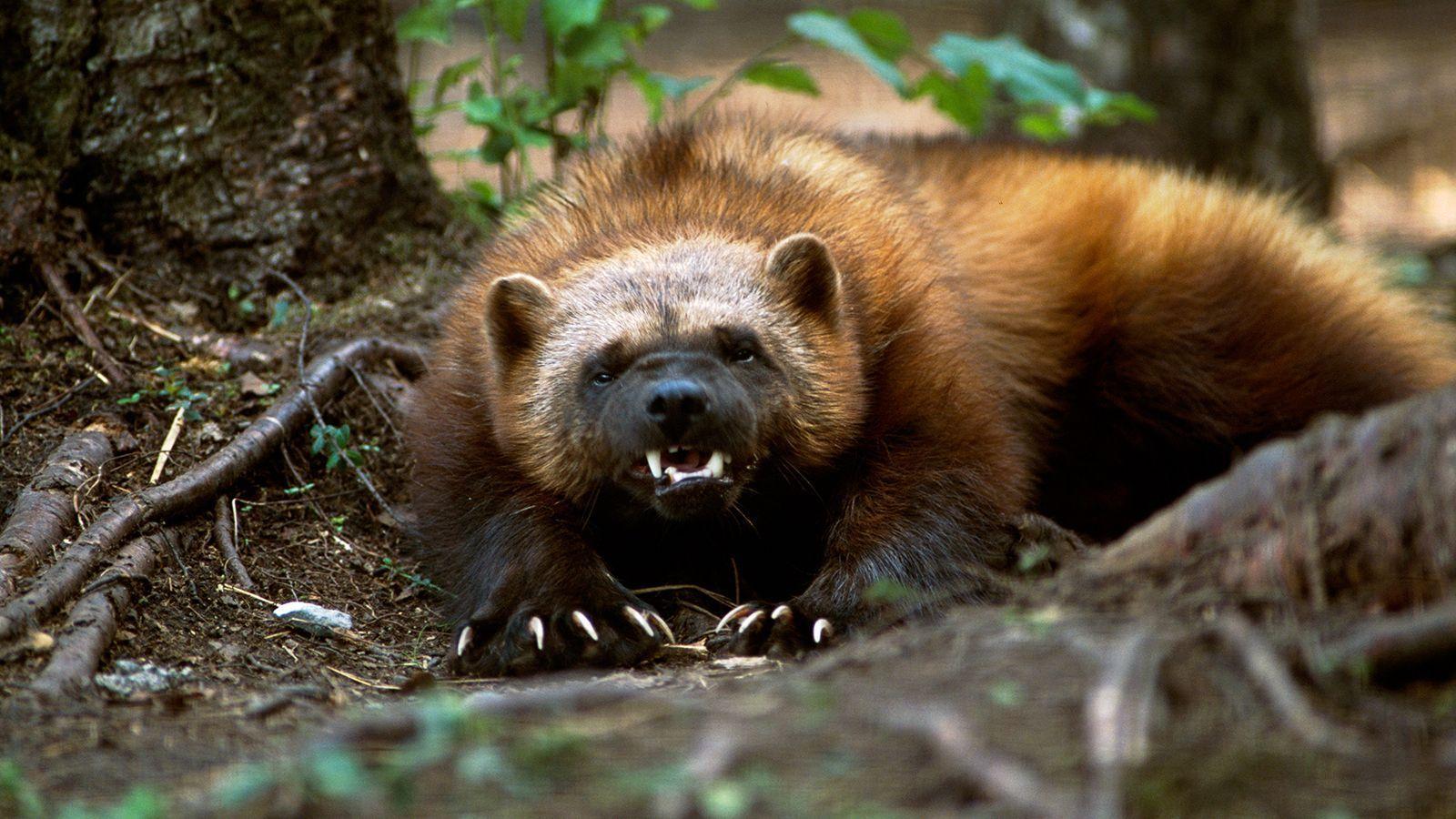 Wolverine Wallpaper 7. Desktop Background & Mobile Wallpaper