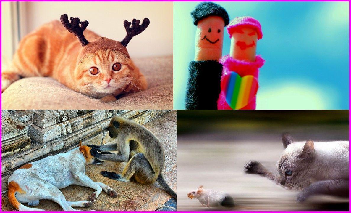 Most Funny HD Wallpaper For Facebook