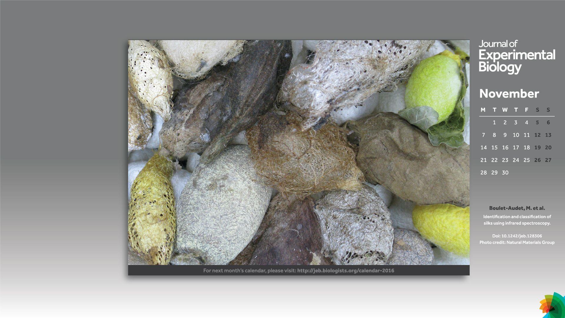 JEB desktop wallpaper calendar 2016. Journal of Experimental Biology